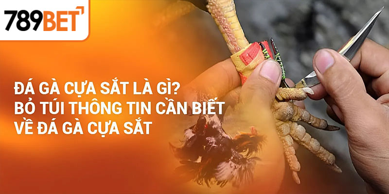 Giải đáp thắc mắc về đá gà cựa sắt